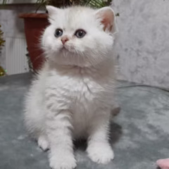 Vivienne British Shorthair female - Image 5