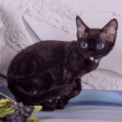 Orion Devon Rex male - Image 4