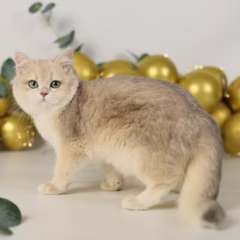 Giselle British Shorthair female - Image 4