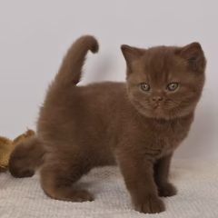 Hugo British Shorthair male - Image 3