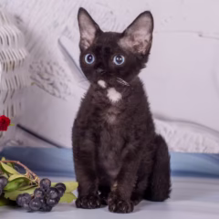 Devon Rex male for sale – Orion, 16 weeks old, black with white, playful and affectionate