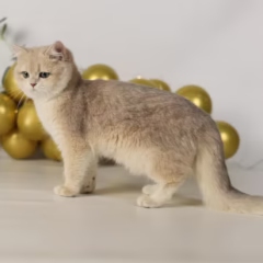 Giselle British Shorthair female - Image 3