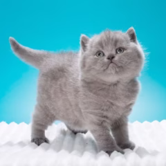Bentley British Shorthair male - Image 5