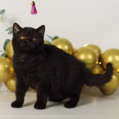 Selina British Shorthair female - Image 2