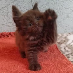 British Longhair for sale – Theodore, 16 weeks old, chocolate, calm and affectionate