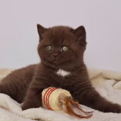 Mocha British Shorthair female - Image 4