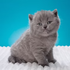 Bentley British Shorthair male - Image 2