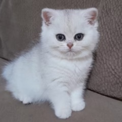 British Shorthair for sale – Vivienne, 16 weeks old, black silver shaded, calm and affectionate