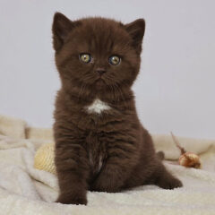 Mocha British Shorthair female - Image 2