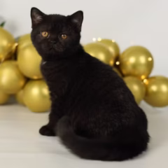 Selina British Shorthair female - Image 4