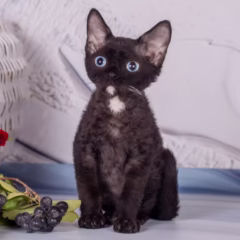 Orion Devon Rex male - Image 3
