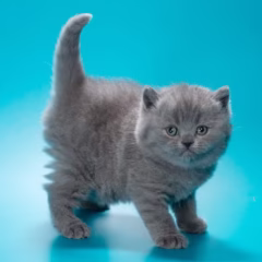 Bentley British Shorthair male - Image 4
