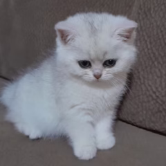 Vivienne British Shorthair female - Image 3