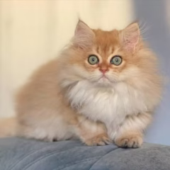 Maximilian British Longhair male - Image 2