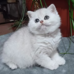 Vivienne British Shorthair female - Image 4