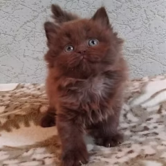 Max British Longhair male - Image 3