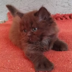 Max British Longhair male - Image 2