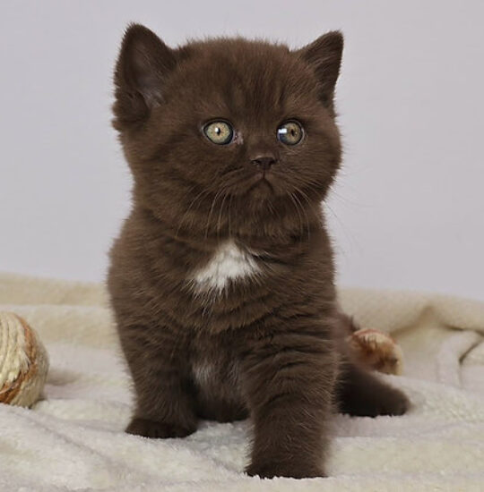 Chocolate British Shorthair female kitten – Mocha, 16 weeks old, gentle and playful