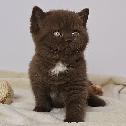 Mocha British Shorthair female