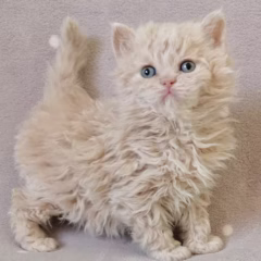 Marigold Selkirk Rex female - Image 4