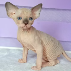 Leo Sphynx male - Image 3