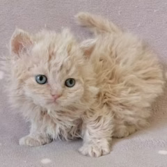 Marigold Selkirk Rex female - Image 6