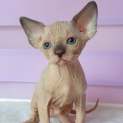 Leo Sphynx male - Image 2