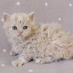 Marigold Selkirk Rex female - Image 5
