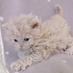 selkirk rex cream kitten for adoption female