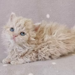 Marigold Selkirk Rex female - Image 2