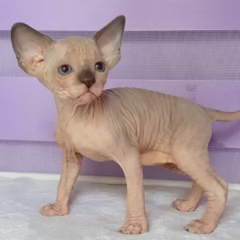 male sphynx kitten for adoption blue point bicolor