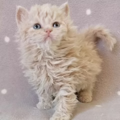 Marigold Selkirk Rex female - Image 3