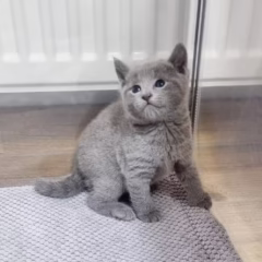 Mikhail Russian Blue male - Image 2