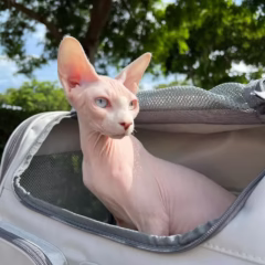 Luna Sphynx female - Image 2