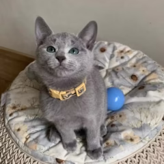 russian blue kitten for adoption katya female