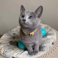 Katya Russian Blue female - Image 2