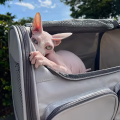 Luna Sphynx female - Image 5
