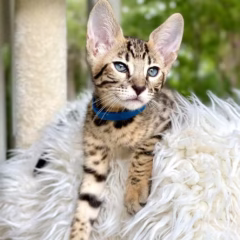 Zephyr Savannah F7 male - Image 3