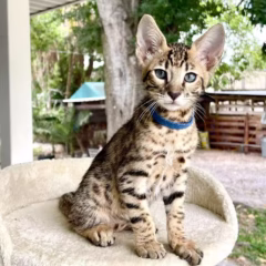 Zephyr Savannah F7 male - Image 4