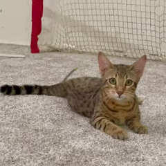 Saphira Savannah F7 female - Image 3