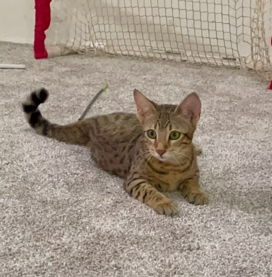 savannah f7 female kitten for adoption