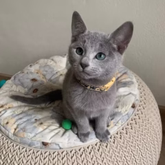 Katya Russian Blue female - Image 3