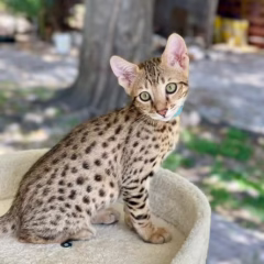 Asher Savannah F7 male - Image 2