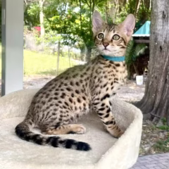 savannah f7 kitten for adoption male