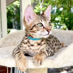 Asher Savannah F7 male - Image 3