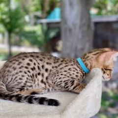 Asher Savannah F7 male - Image 6