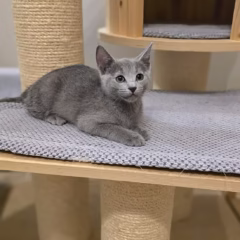 russian blue male kitten for adoption