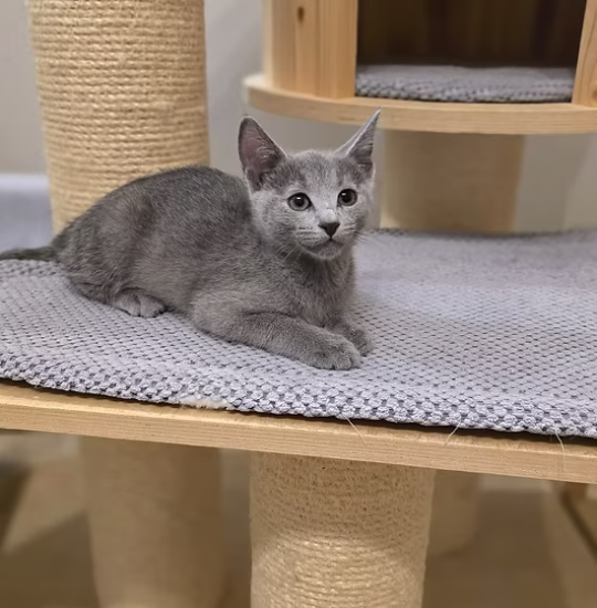 russian blue male kitten for adoption