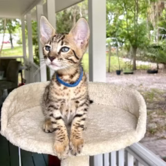 savannah f7 kitten for adoption male