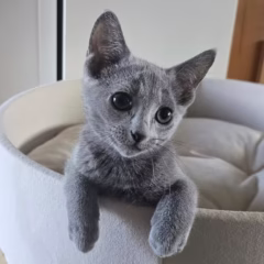 Viktor Russian Blue male - Image 2